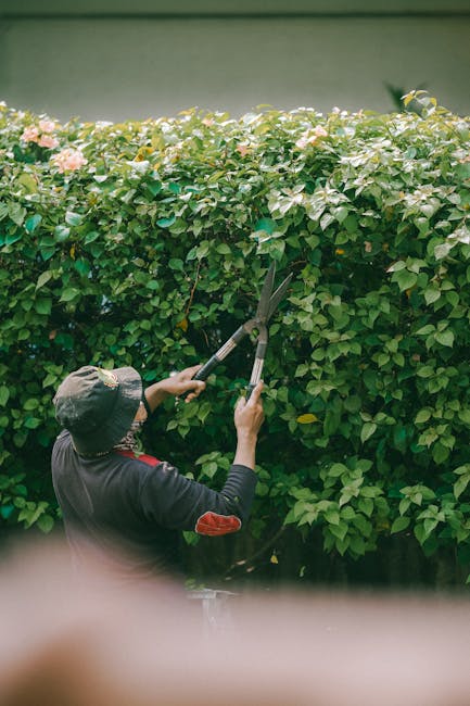 A gardener wearing a wide-brimmed hat and dark clothing is trimming a dense hedge with long-handled pruning shears. The hedge consists of lush green leaves with clusters of pink flowers along the top,
